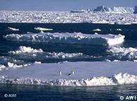 كوكبنا يواجه عواقب احتمال ذوبان جليد القطب الشمالي 0,,1386007_1,00