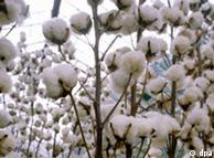 Plantação de  algodão 