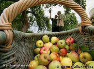 Picking apples in Mecklenburg