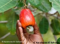 O caju é composto pelo fruto propriamente dito, a castanha. O pedúnculo floral, ou pseudofruto, é de cor amarela, rosada ou vermelha