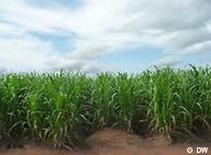 Sugarcane plantation