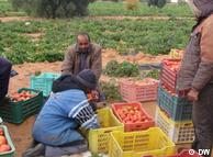 منطقة سيدي بوزيد معروفة بانتاجها للخضروات 
