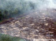 slash-and-burn land clearance in Riau province on Sumatra