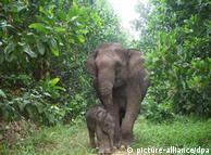 An elephant mother and calf roam the Sumatran forest