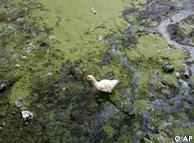 A polluted lake in China