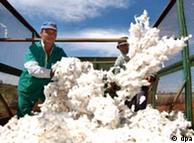 Fazenda de  algodão em Ituverava (MG)