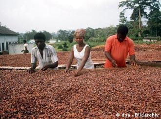Verarbeitung von Kakaobohnen in Ghana (Bild AP)