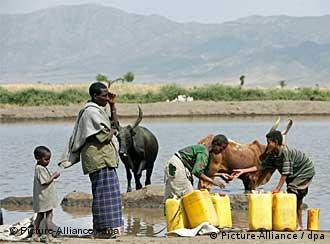 Camponeses recolhem água de charco na Etiópia