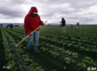 Trabajadores inmigrantes en un cultivo de lechugas en California.