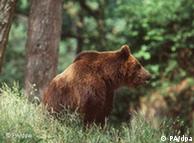 The endangered brown bear, found in Poland is protected under Natura 2000 policy