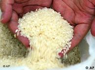 الأرز أحد أسباب ارتفاع نسبة الميثان