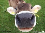 De la vaca queda una información genética mínima.