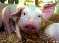 El metabolismo del cerdo se parece al del ser humano.