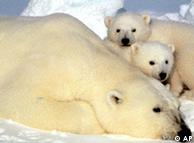 الدببة القطبية من ضحايا ظاهرة الاحتباس الحراري