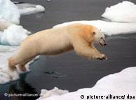 الدب القطبي، من الحيوانات المهددة بالإنقراض بسبب التغيرات المناخية
