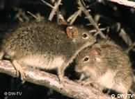 Los ratones y los seres humanos comparten los genes.