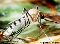 ایک خطرناک مچھر کے کاٹنے سے پیدا ہونے والی بیماری