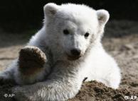 Knut lifting a paw as if to wave
