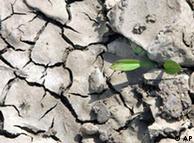 A single plant growing out of dry, cracked earth