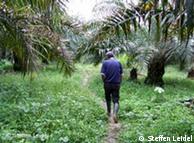 Los palmitos podrían ser una alternativa al cultivo de coca.