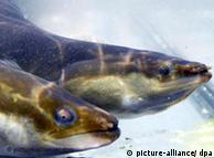 Hay cada vez menos anguilas en los ríos europeos.