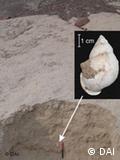 Conchas spondylus halladas en la región de Nasca: culto de la fertilidad.