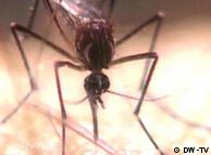 Los mosquitos, principales transmisores de la malaria o paludismo.