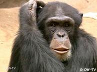 Many primate species are endangered worldwide