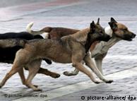 Perros callejeros en Moscú: peligro público.