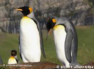 Majestuosos pingüinos reales, parte de una colonia de 100.000 parejas en Georgia del Sur.