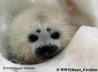 A seal baby