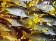 التقلّبات المناخية قد تهدّد حياة الأسماك في المستقبل