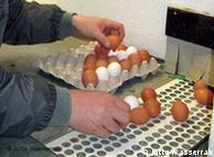 120.000 αυγά μολυσμένα με διοξίνη