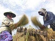 rice farmers harvest rice