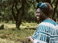 Kenyan environmental activist Wangari Maathai