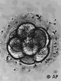 Células madre sobrantes de la inseminación artificial: prohibidas para la investigación alemana.