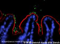 Salmonella bacteria -- ETH Zurich