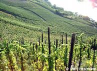 Vines growing on steep slopes above the Moselle River