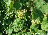 Riesling grapes growing on the slopes of the Moselle Valley