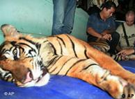 A dead Sumatran tiger