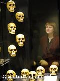 Exposição sobre a evolução dos hominídeos, Museu Etnológico de Berlim