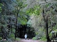 A woman and her dog are pictured as they walk through a wood near Hamburg, Germany