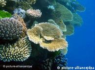 Видовое 
многообразие кораллов под угрозой