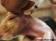 Imunisasi bayi babi di Bali, sebagai tindakan pencegahan penyebaran virus flu babi.