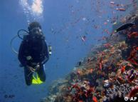 Corales en la Isla de Comodo, Indonesia.