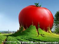 Montage of a huge tomato growing out of green farmland