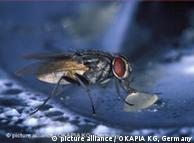 Una mosca es capaz de distinguir hasta 100 imágenes por segundo; un humano sólo 25.
