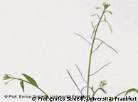 Резушка Таля (Arabidopsis Thaliana)