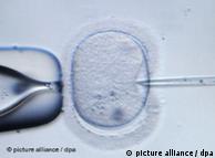 A close up of an embryo being fertilized