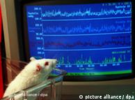 Експерименти на мишах доводять небезпеку